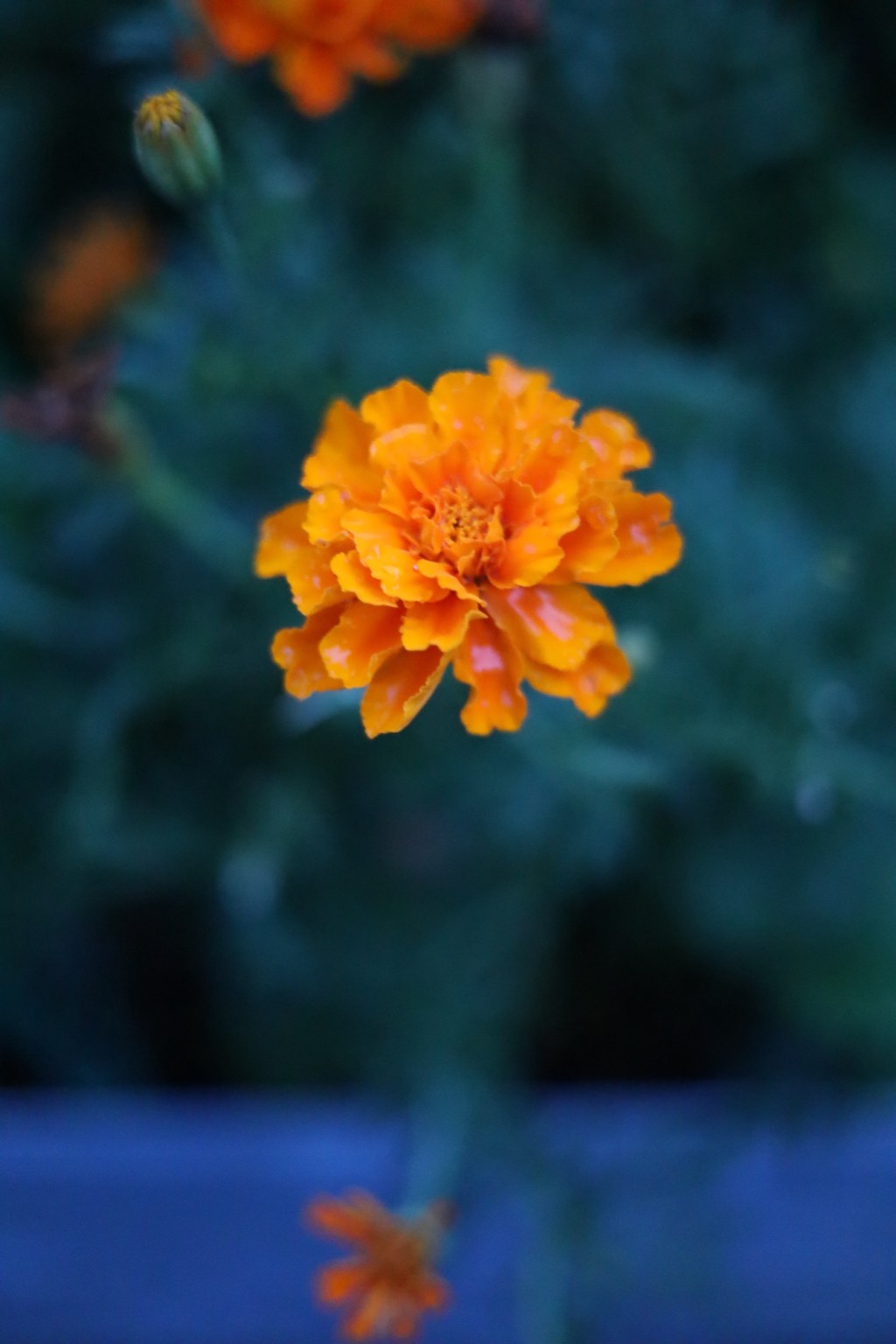 FUZZY PHOTOS