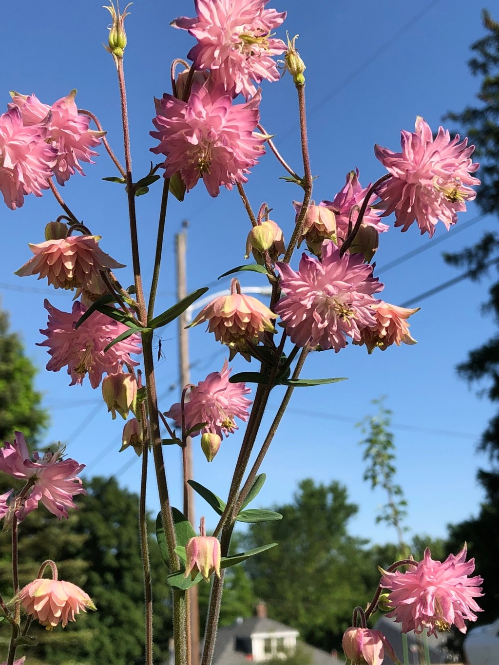 LOVE THIS FLOWER!
