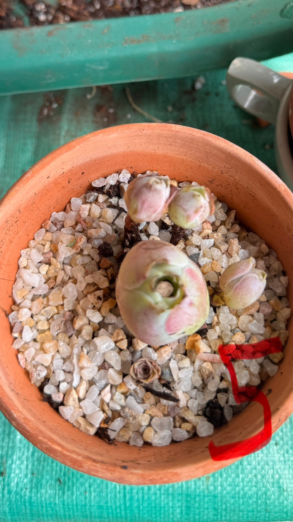 Plants and Animals